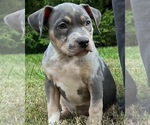 Small Photo #1 American Bully Puppy For Sale in PICKERINGTON, OH, USA