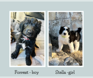 Sheepadoodle Litter for sale in LEWISVILLE, TX, USA