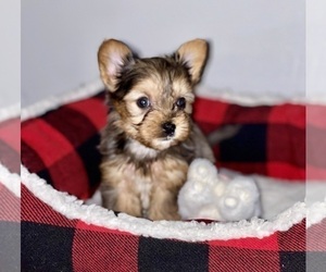 Yorkshire Terrier Litter for sale in CHEYENNE, WY, USA