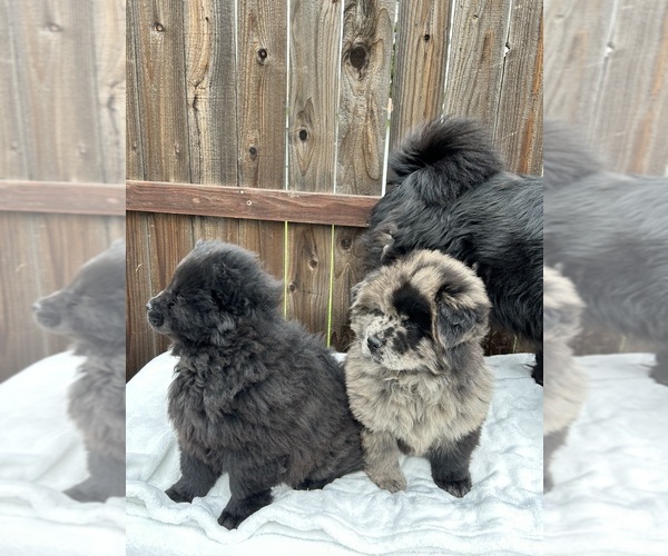 Full screen Photo #1 Chow Chow Puppy For Sale in VALLEJO, CA, USA