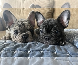 French Bulldog Litter for sale in WINDSOR, NY, USA