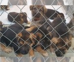 Small Photo #1 German Shepherd Dog Puppy For Sale in CLINTON, MD, USA
