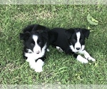 Small Photo #1 Border Collie Puppy For Sale in MERCED, CA, USA