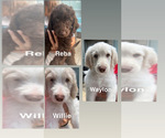 Small Photo #1 Double Doodle Puppy For Sale in SUGAR LAND, TX, USA
