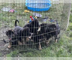 German Shepherd Dog Litter for sale in ORLAND PARK, IL, USA