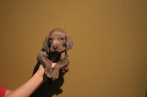 Medium Photo #1 Weimaraner Puppy For Sale in WILLIAMSTON, SC, USA