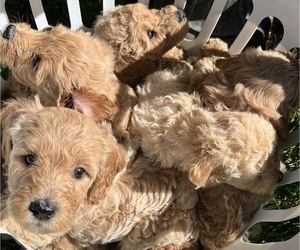 Goldendoodle (Miniature) Litter for sale in DALLAS, TX, USA