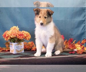 Collie Litter for sale in SUGARCREEK, OH, USA