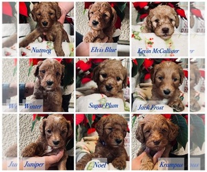 Goldendoodle Litter for sale in LODI, CA, USA