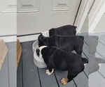 Small Photo #1 English Bulldog Puppy For Sale in MARIETTA, GA, USA