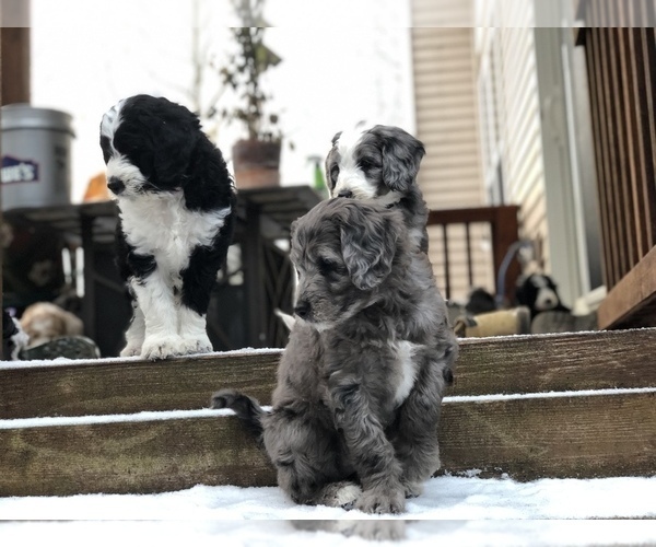 Medium Photo #1 Aussiedoodle-Poodle (Standard) Mix Puppy For Sale in COMMERCE, MI, USA