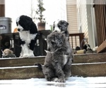 Small Photo #1 Aussiedoodle-Poodle (Standard) Mix Puppy For Sale in COMMERCE, MI, USA