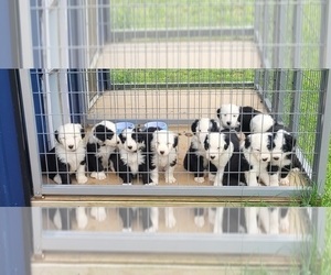 Old English Sheepdog Litter for sale in CAMPTON, KY, USA