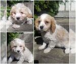 Small Photo #1 Cavachon Puppy For Sale in SENECA FALLS, NY, USA