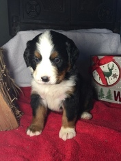 Bernese Mountain Dog Litter for sale in LEO, IN, USA