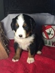 Small Photo #1 Bernese Mountain Dog Puppy For Sale in LEO, IN, USA