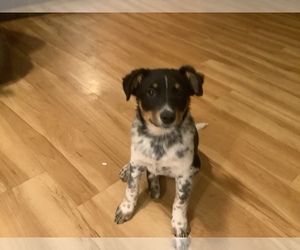 Australian Cattle Dog-Border Collie Mix Litter for sale in HILLSBORO, WI, USA