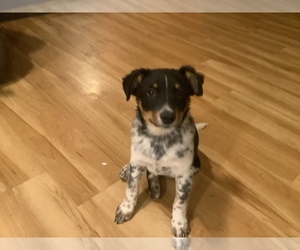 Medium Australian Cattle Dog-Border Collie Mix