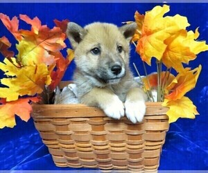 Alaskan Klee Kai-Shiba Inu Mix Litter for sale in NORWOOD, MO, USA