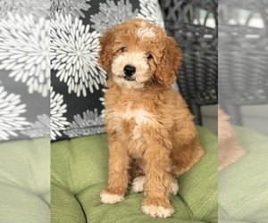 Medium Poodle (Toy)