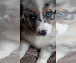 Border-Aussie Litter for sale in COOS BAY, OR, USA
