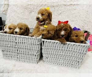 Goldendoodle (Miniature) Litter for sale in MODESTO, CA, USA