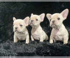 French Bulldog Litter for sale in ADELAIDE, WA, USA