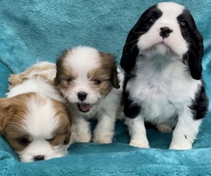 Cavachon Litter for sale in WEST POINT, VA, USA