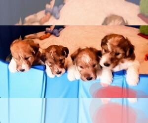 Wire Fox Terrier Litter for sale in NEW RIVER MARINE CORPS AIR S, NC, USA