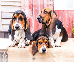 Basset Hound Litter for sale in WAKARUSA, IN, USA