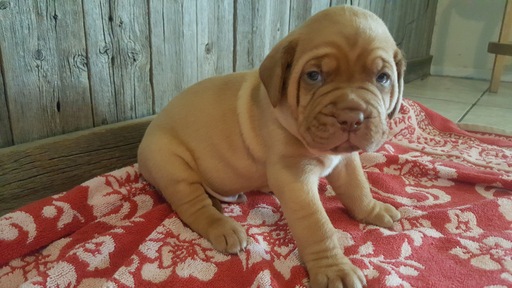 Medium Photo #1 Dogue de Bordeaux Puppy For Sale in ARLINGTON, TX, USA