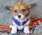 Small Photo #1 Pembroke Welsh Corgi Puppy For Sale in MANSFIELD, MO, USA