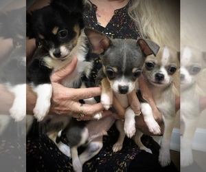 Chihuahua Litter for sale in WINDER, GA, USA