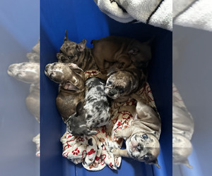 French Bulldog Litter for sale in LYNWOOD, IL, USA