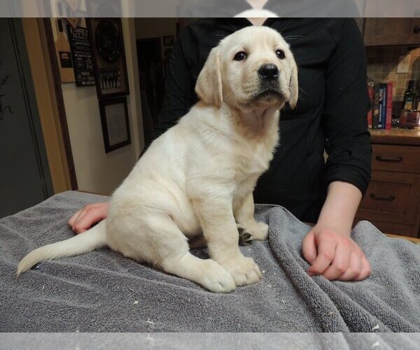 Medium Photo #1 Labrador Retriever Puppy For Sale in ELLENSBURG, WA, USA