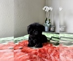 Small Shih Tzu