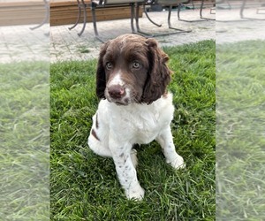 English Springer Spaniel Litter for sale in KUNA, ID, USA