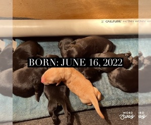 Labrador Retriever Litter for sale in MANITOWOC, WI, USA