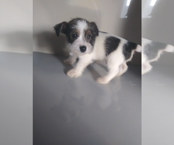 Medium Photo #1 Jack Russell Terrier-Schnauzer (Miniature) Mix Puppy For Sale in SHIPSHEWANA, IN, USA