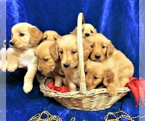 Golden Retriever Litter for sale in NORWOOD, MO, USA