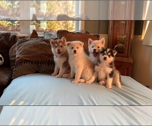 Pomsky Litter for sale in QUARRYVILLE, PA, USA