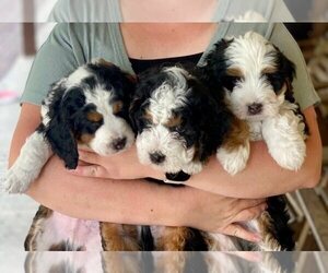 Bernedoodle (Miniature) Litter for sale in LANCASTER, PA, USA