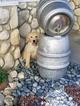 Small Photo #1 Golden Retriever Puppy For Sale in PHELAN, CA, USA