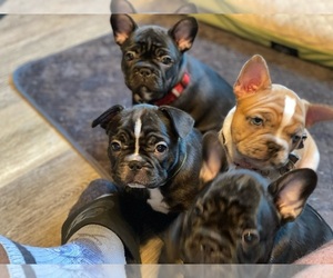 French Bulldog Litter for sale in SANTEE, CA, USA