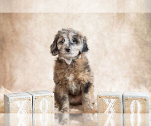 Miniature American Shepherd-Poodle (Miniature) Mix Litter for sale in WARSAW, IN, USA