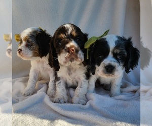 Cocker Spaniel Litter for sale in MIDDLEBURY, IN, USA