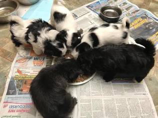 Malchi Litter for sale in CLEARWATER, FL, USA