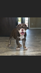 Small Photo #1 Olde English Bulldogge Puppy For Sale in EL PASO, TX, USA