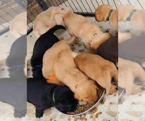 Labrador Retriever Litter for sale in DECATUR, TX, USA