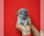 Small French Bulldog